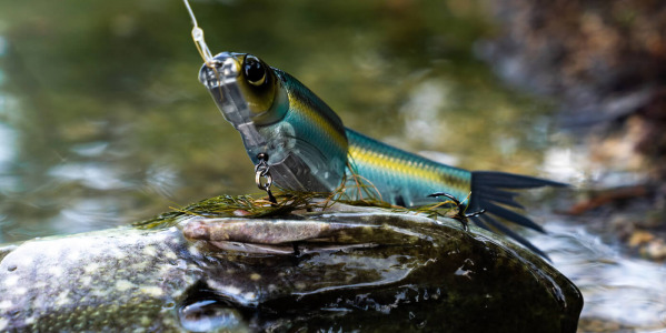 Spro KGB Chad Shad