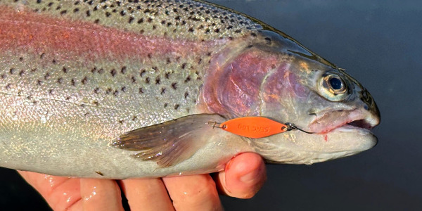 Neu im Programm - Trout Master Serc Spoon